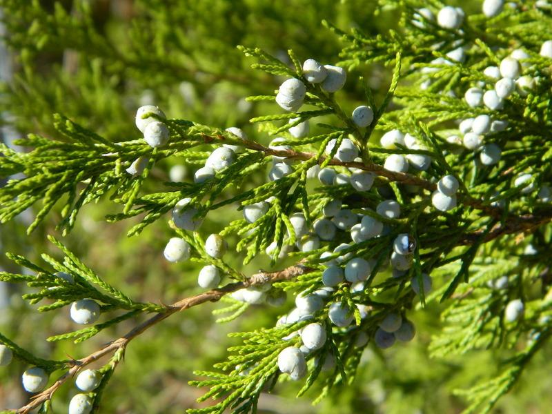 Photo of Eastern Red Cedar (Juniperus virginiana) uploaded by wildflowers