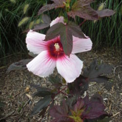 Location: Illinois State University Horticultural Center, Normal, IL
Date: 2010-11-23
Kopper King Hardy Hibiscus