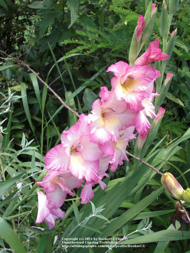 Photo of Hybrid Gladiola (Gladiolus x gandavensis 'Priscilla') uploaded by BookerC1