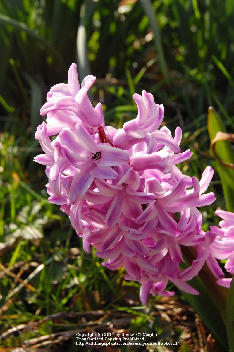 Photo of Dutch Hyacinth (Hyacinthus orientalis 'Fondant') uploaded by BookerC1