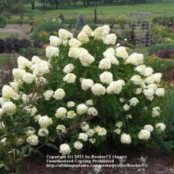 Location: Illinois State University Horticultural Center, Normal, IL
Date: 2010-07-27
Limelight Hydrangea in full bloom