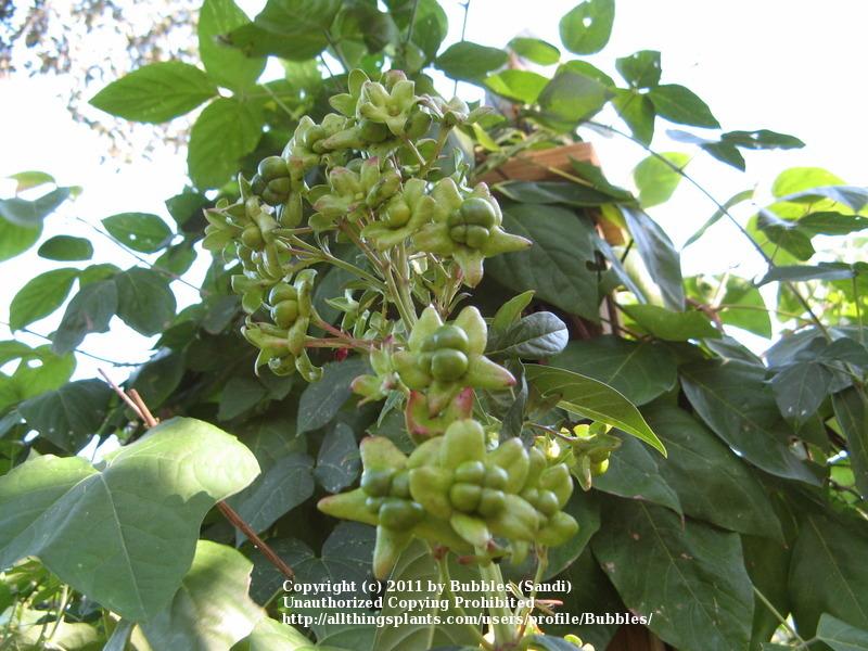 Photo of Turk's Turban (Clerodendrum indicum) uploaded by Bubbles