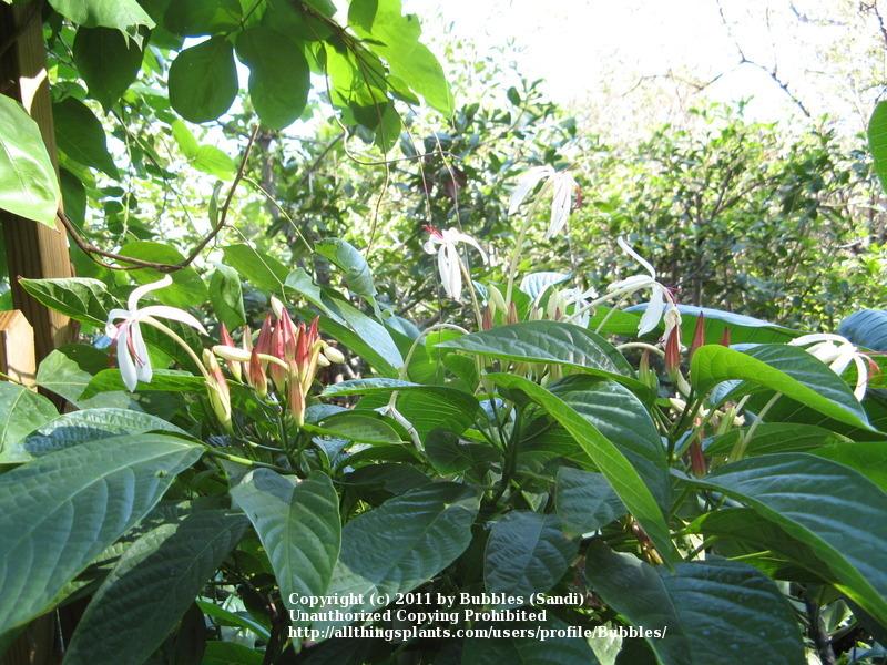 Photo of Fountain Clerodendrum (Clerodendrum minahassae) uploaded by Bubbles