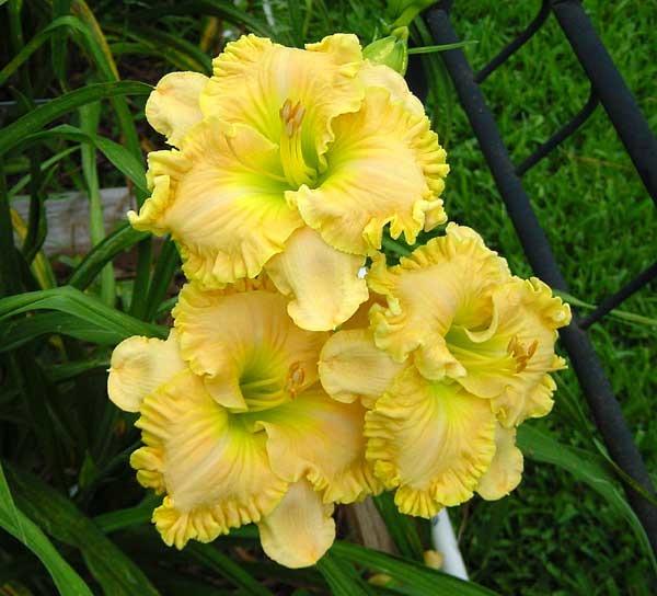 Photo of Daylily (Hemerocallis 'Eloquent Cay') uploaded by Calif_Sue