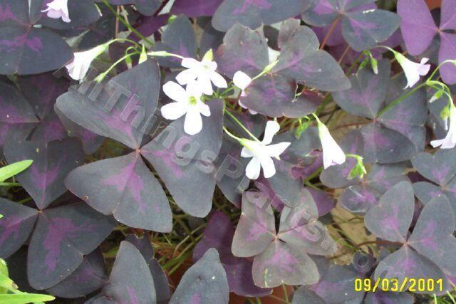Photo of False Shamrock (Oxalis triangularis subsp. papilionaceae 'Atropurpurea') uploaded by Joy