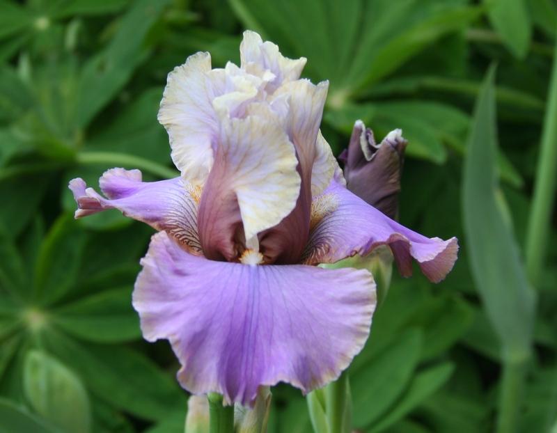 Photo of Tall Bearded Iris (Iris 'Warm Touch') uploaded by KentPfeiffer