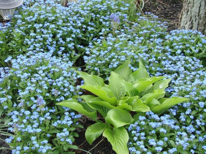 Photo of Forget-Me-Not (Myosotis sylvatica) uploaded by Kim