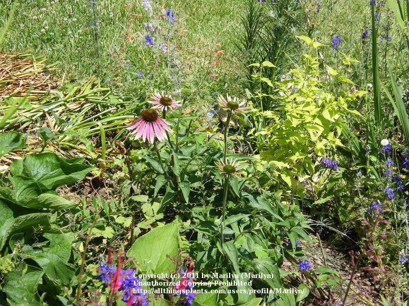Photo of Coneflower (Echinacea purpurea 'Green Envy') uploaded by Marilyn
