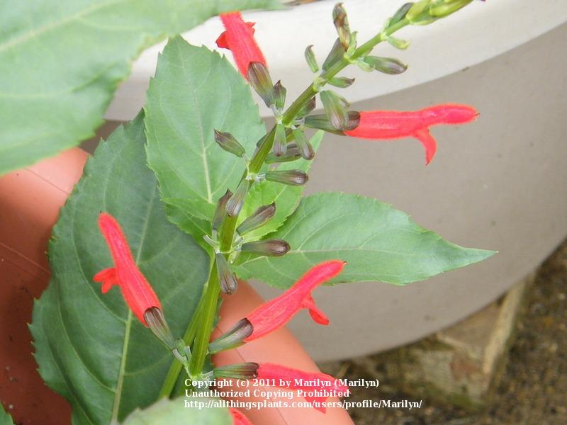 Photo of Belize Sage (Salvia pansamalensis) uploaded by Marilyn
