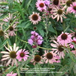 Location: My garden in Kentucky
Date: 2007-07-28
Buds are center in the pic, surrounded by 'Magus' Coneflowers.