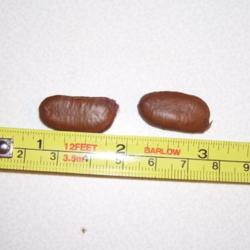 Location: Western Kentucky
Date: Fall 2011
Long leathery pawpaw seeds
