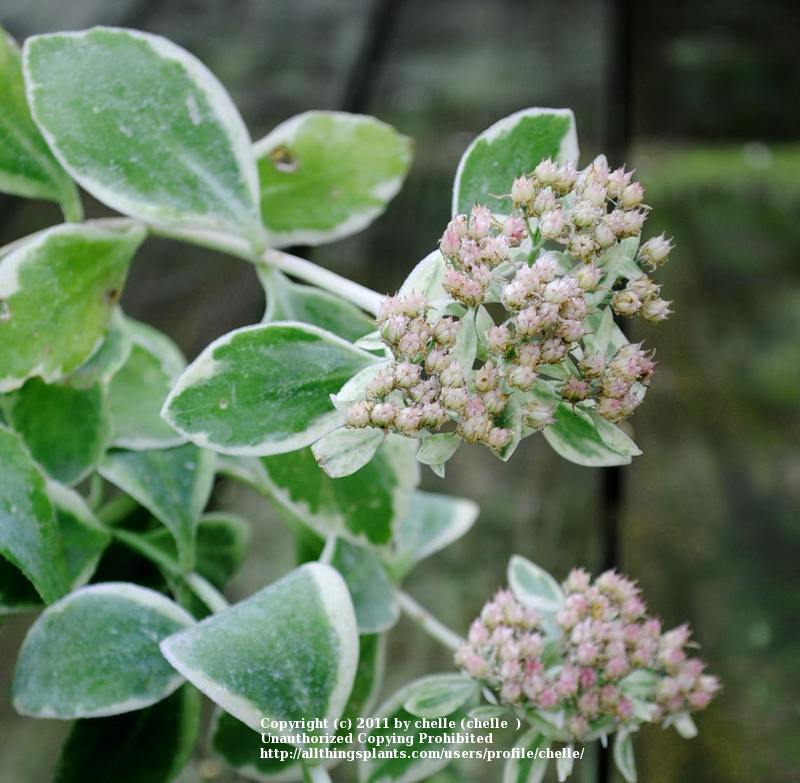 Photo of Stonecrop (Hylotelephium erythrostictum 'Frosty Morn') uploaded by chelle
