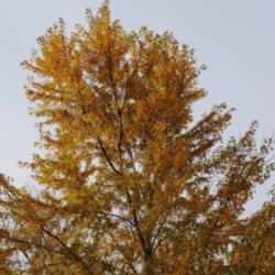 Location: My Northeastern Indiana Gardens - Zone 5b
Date: 2011-11-02
Autumn Leaf Color.
