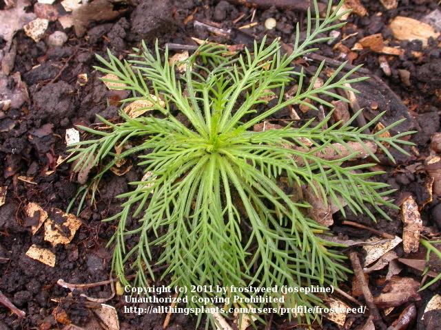 Photo of Standing Cypress (Ipomopsis rubra) uploaded by frostweed