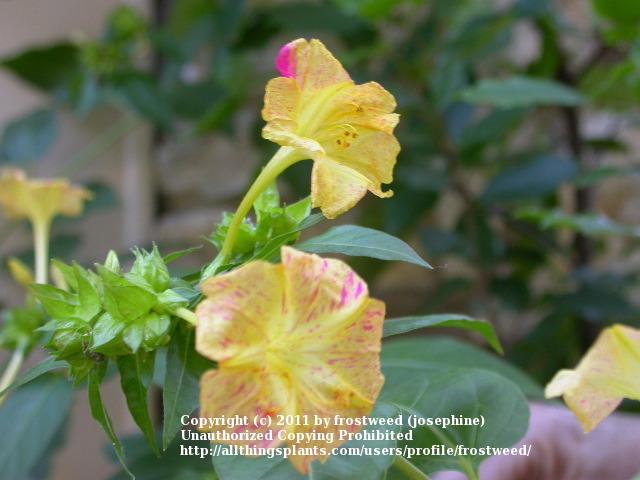 Photo of Four o'Clocks (Mirabilis jalapa 'Broken Colors') uploaded by frostweed