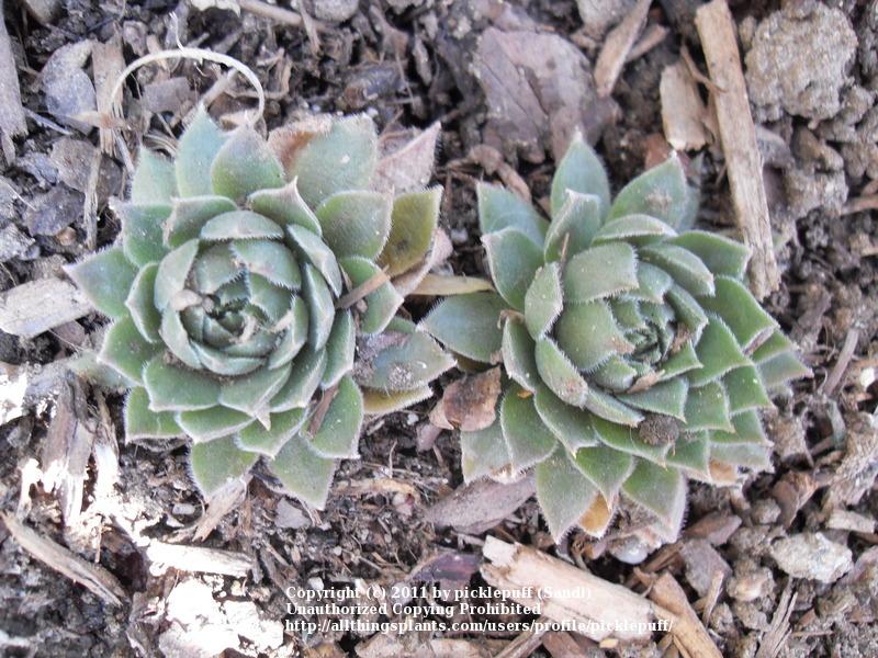 Photo of Hen and Chicks (Sempervivum 'Goedele') uploaded by picklepuff