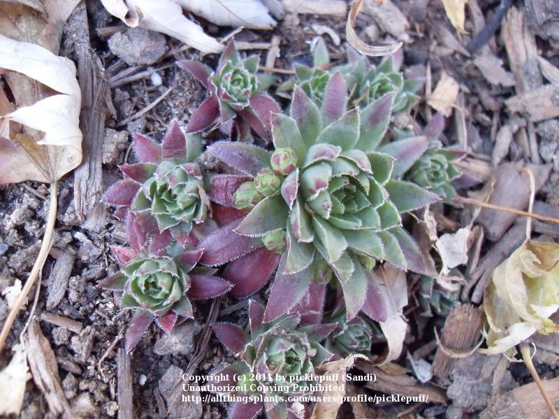 Photo of Rollers (Sempervivum globiferum subsp. hirtum 'from Biele Karpaty') uploaded by picklepuff