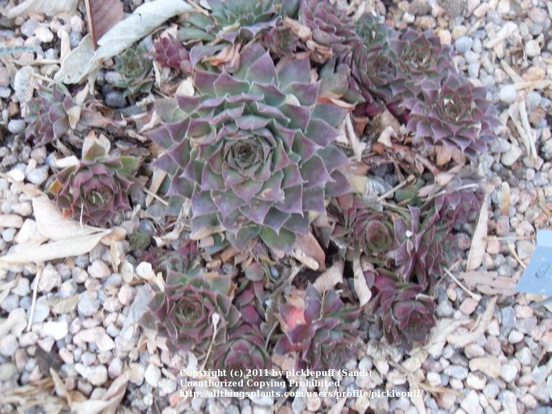 Photo of Hen and Chicks (Sempervivum 'Dolo') uploaded by picklepuff