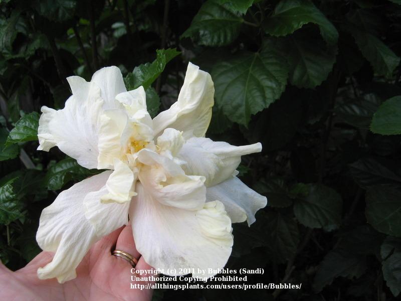Photo of Tropical Hibiscus (Hibiscus rosa-sinensis 'Elephant Ear') uploaded by Bubbles