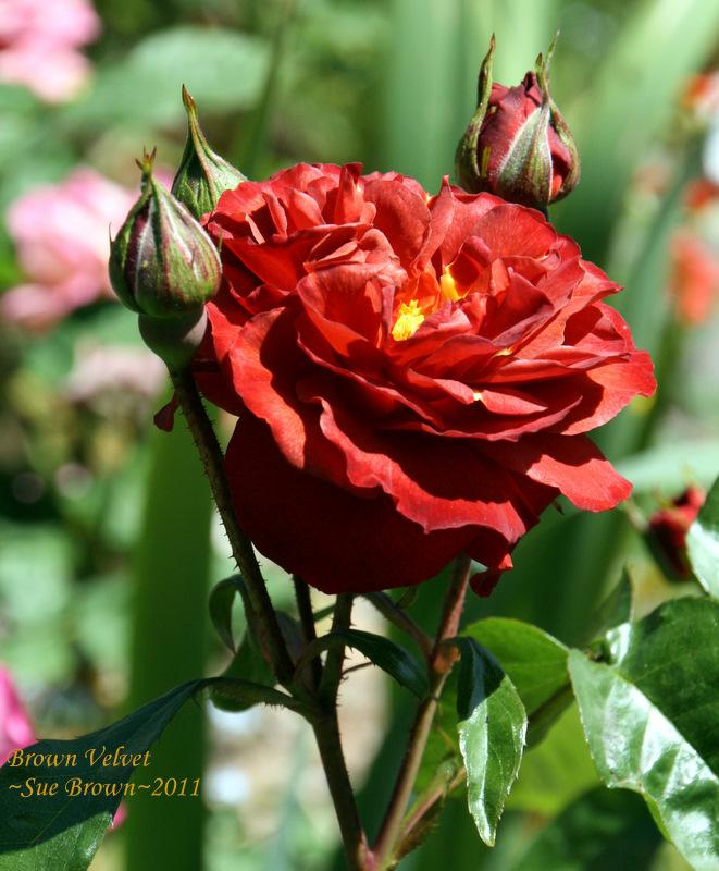Photo of Rose (Rosa 'Brown Velvet') uploaded by Calif_Sue