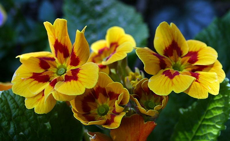Photo of Primroses (Primula) uploaded by Calif_Sue