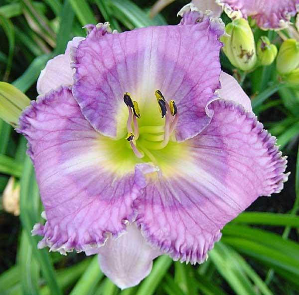 Photo of Daylily (Hemerocallis 'Lavender Tomorrow') uploaded by Calif_Sue