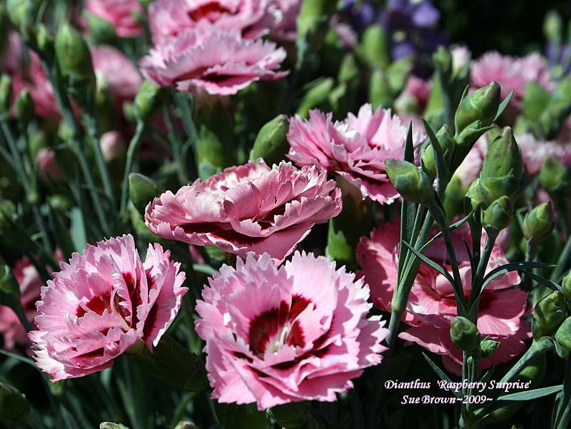 Photo of Pinks (Dianthus Scent First® Raspberry Surprise) uploaded by Calif_Sue