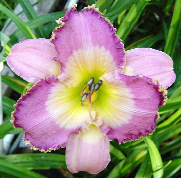 Photo of Daylily (Hemerocallis 'Mountains Bow Down') uploaded by Calif_Sue