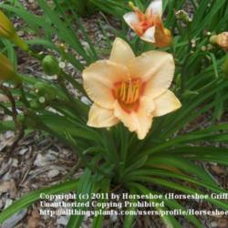 Location: MoonDance Farm-North Carolina
Date: June (Zone 7a)
Little Women-buds, flower, foliage