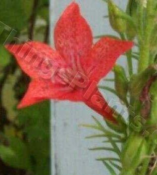 Photo of Fairy Trumpet (Ipomopsis aggregata) uploaded by Joy
