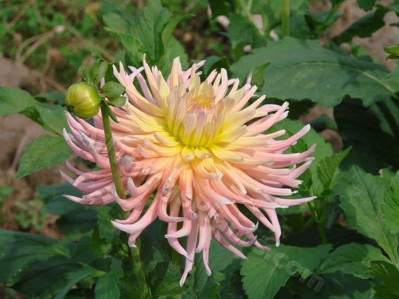 Photo of Dahlia 'Alfred Grille' uploaded by Joy