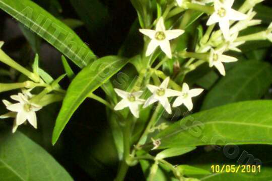 Photo of Night Blooming Jasmine (Cestrum nocturnum) uploaded by Joy