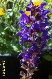 Photo of Sage (Salvia nemorosa 'Mainacht') uploaded by Joy