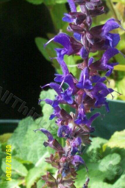 Photo of Sage (Salvia nemorosa 'Mainacht') uploaded by Joy