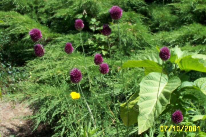 Photo of Drumsticks (Allium sphaerocephalon) uploaded by Joy