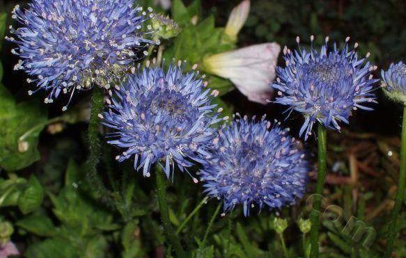 Photo of Sheep's Bit Scabious (Jasione laevis) uploaded by Joy