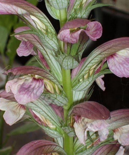 Photo of Bear's Breeches (Acanthus hungaricus) uploaded by Joy