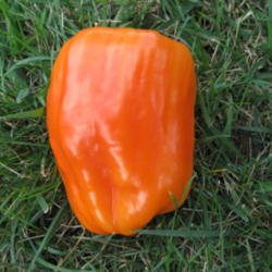 Location: My garden in Southeast Nebraska
Date: 2009-08-29 
This is the orange stage of this pepper, it would have eventually