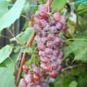 Grapes of Wrath, Wine or Raisins