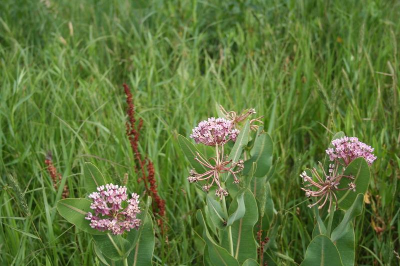 Photo of Prairie Milkweed (Asclepias sullivantii) uploaded by KentPfeiffer