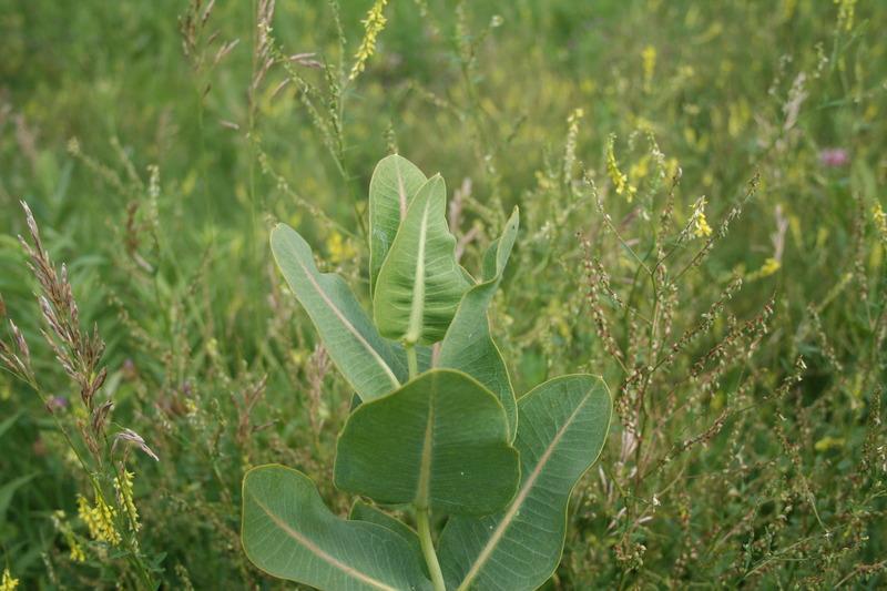 Photo of Prairie Milkweed (Asclepias sullivantii) uploaded by KentPfeiffer