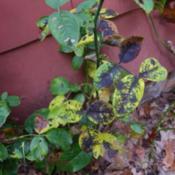 Location: IN my garden. Date: 2011-11-10Rose leaves showing a bad case of Blackspot fungus,