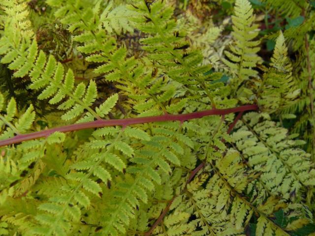 Photo of Red Lady Fern (Athyrium angustum 'Lady in Red') uploaded by Newyorkrita