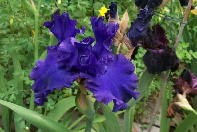 Photo of Tall Bearded Iris (Iris 'Magheralin') uploaded by Newyorkrita