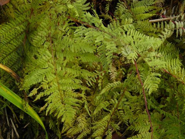 Photo of Red Lady Fern (Athyrium angustum 'Lady in Red') uploaded by Newyorkrita