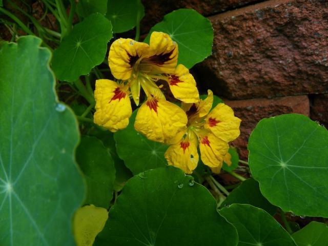 Photo of Garden Nasturtiums (Tropaeolum majus) uploaded by Newyorkrita