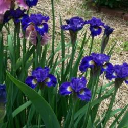 Location: In my garden. 
Date: 2011-05-27
Siberian Iris in bloom.