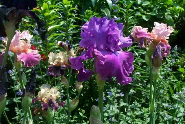 Photo of Tall Bearded Iris (Iris 'Majestic Ruler') uploaded by Newyorkrita