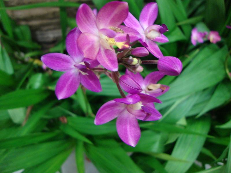Photo of Philippine Ground Orchid (Spathoglottis plicata) uploaded by Paul2032
