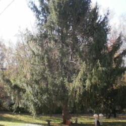 Location: My yard
Date: 2011-11-10
40-year-old Norway Spruce